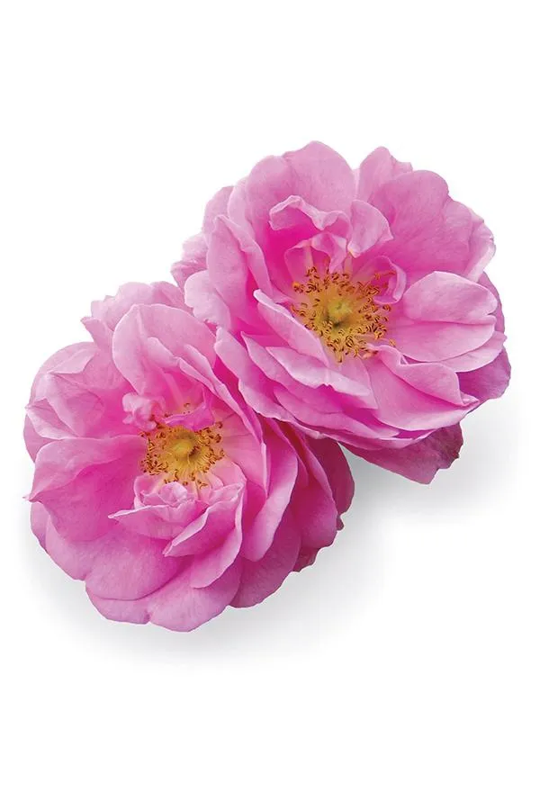 dōTERRA Rose Touch  Rosa damascena